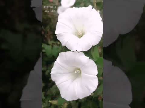 🌻Un  paseo floral por Vizcaya.                                            🌻A floral walk from Biscay
