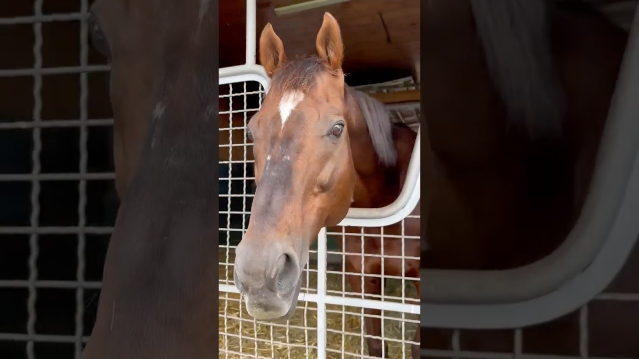 『Restoring the Myth.⚖️✨』 #アロースタッド #カリフォルニアクローム  #シニスターミニスター #ビッグアーサー #ラニ #スズカコーズウェイ #ダノンプレミアム