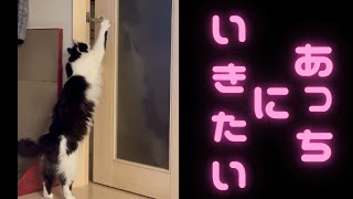 ドアの開け方を覚えた翌日速攻で対策される猫 #Shorts