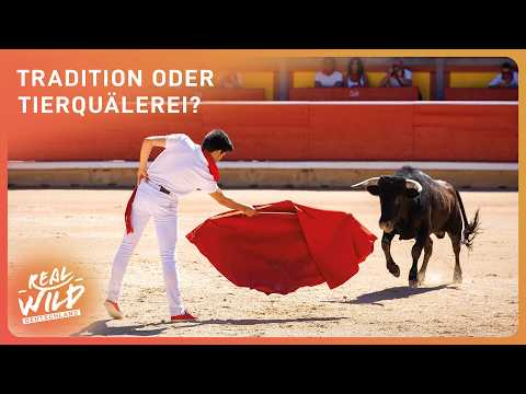 Stierkampf: Geboren um zu sterben? | Doku