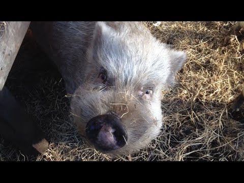 Incredibly smart pig follows farmers command and steals hay to build nest.