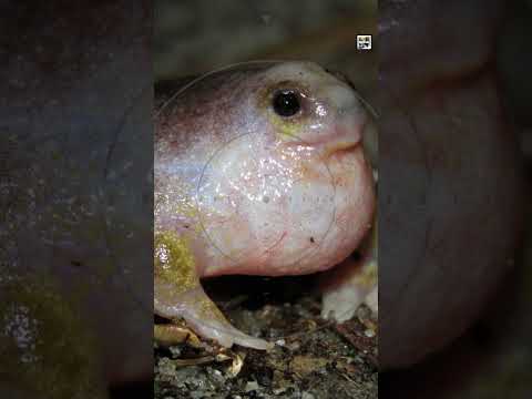 Quick Turtle Frog Facts - The Frog Cosplaying as a Turtle - Animal a Day T Week #shorts
