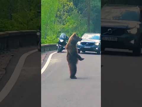 Bear on the road in Romania 🐻🎬 #bear