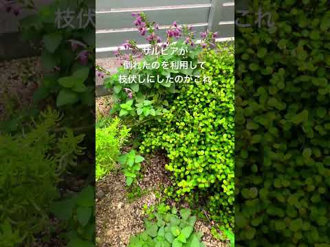 マグノリアの花は開花後にいつ切るのですか？本当に必要なのでしょうか？いつ植物を剪定するのですか？  庭園