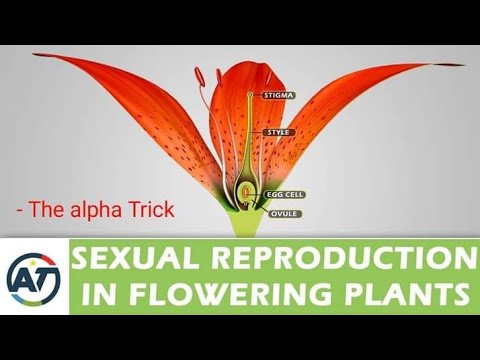 Sexual Reporduction in Flowering Plants #haqeeqatkiduniya