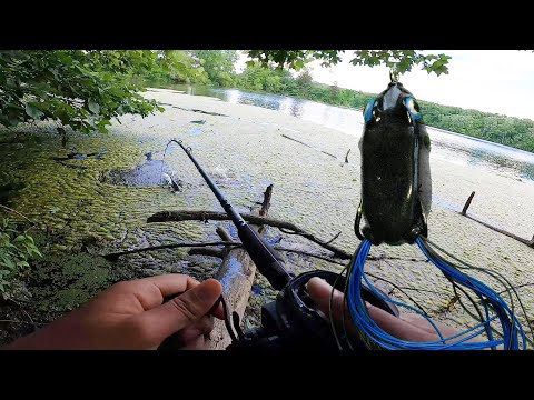 Catching Hugh Bass With Frog-Bank Fishing (Crazy Top Water Action