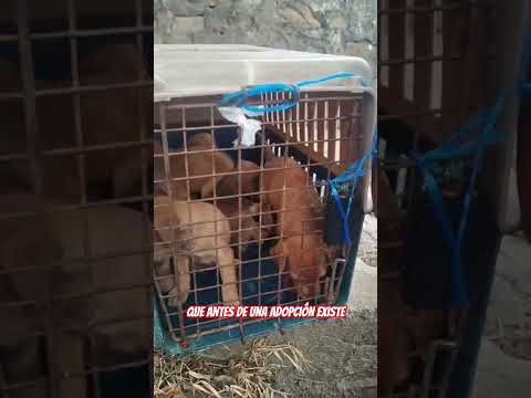 Estos bebés fueron rescatados hace pocas horas en Sopetrán Antioquia ⛑️Buscan familia en Medellín 🙏🏽