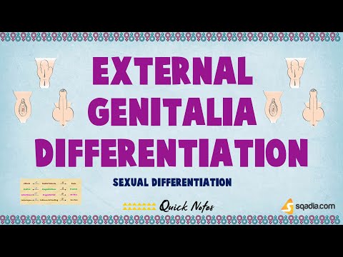 Sexual Differentiation | External Genitalia Differentiation | Medical Student Genetics