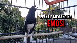 Download lagu kacer gacor NGEPLONG tarung ini paling ampuh buat PANCINGAN KACER agar EMOSI NYAUT mp3 Download lagu kacer gacor NGEPLONG tarung ini paling ampuh buat PANCINGAN KACER agar EMOSI NYAUT mp3