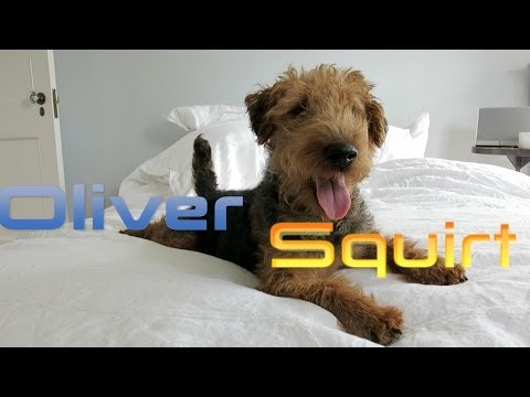 Oliver Squirt is 