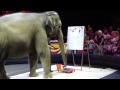 Ringling Brothers Circus Barnum And Bailey Circus