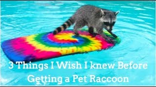 3 Things I Wish I knew Before I Got a Raccoon!