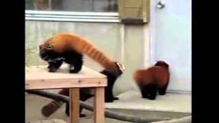 Song A Day #770: The Red Panda Hop