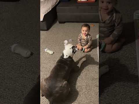 Un chien et un enfant jouent ensemble dans la joie la plus pure.