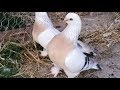 Best Turkish Tumbler Pigeons Breeding Pigeons