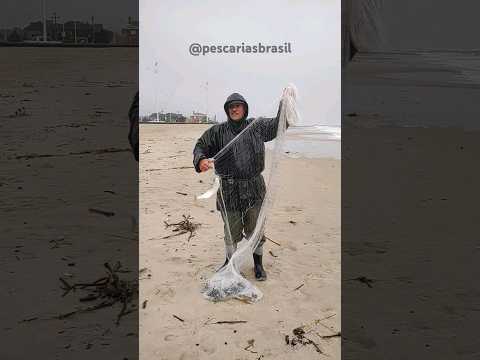 Tarrafeador Luciano, pescando seus peixes, Bico da Pedra, Imbé, Rs. #pescadetarrafa #pescadetainha