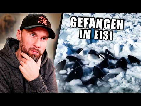 ORCAS GEFANGEN IM EIS! Was können wir tun? | Robert Marc Lehmann