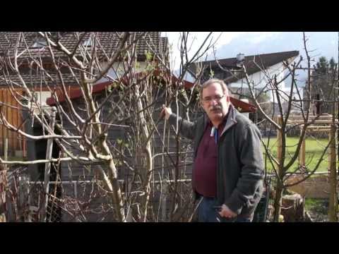 Frostschaden und Winterhärte bei Feigen