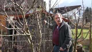 Frostschaden und Winterh�rte bei Feigen