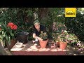 How to Plant Fuchsia Flowers in a Pot