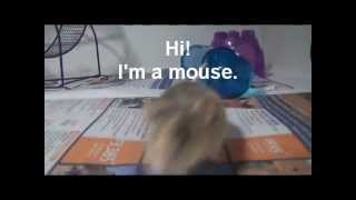 preview picture of video 'RSPCA Mice'