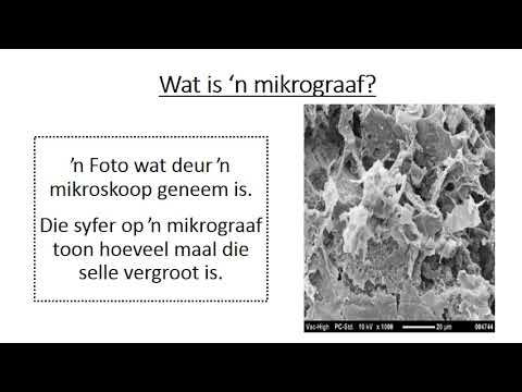 Lewenswetenskap GRAAD 9: 8 Mei 2020 - periode 7 (08097)