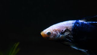 整理展示級鬥魚的魚缸 | 整理30立方超白缸 | 療癒影片