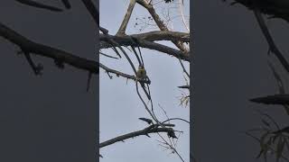 Download lagu African blue tit song #birds #blue #tit#greatesthits #fyp #song mp3 Download lagu African blue tit song #birds #blue #tit#greatesthits #fyp #song mp3