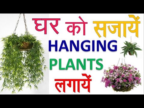 Hanging decorative plant