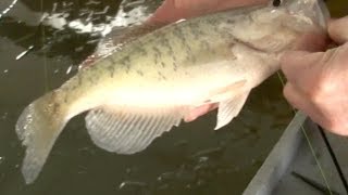 Wintertime Crappie * Fishing heated docks with jigs.