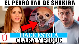 ‘Nuevo’ PERRO de Shakira MUERDE a Piqué y desata las redes en España por Clara Chía