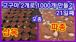 고구마2개로 모종1000개 만들기 21일째 삽목,파종했습니다 고구마심는시기 방법기,고구마재배배,