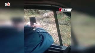Yol Kenarında Gördükleri Bozayıyı Kameraya Aldılar