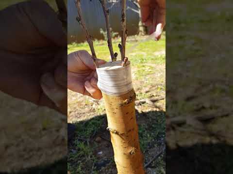 Grafting to a Cherry Tree 120332