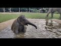 Baby Elephant Pyi Mai 🐘- EleFlix