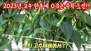 올해는 고추 한주에 0.8근 도전합니다!!! 1근은 사실어렵고!! 2022년 한주에 0.5~0.7근 2023…