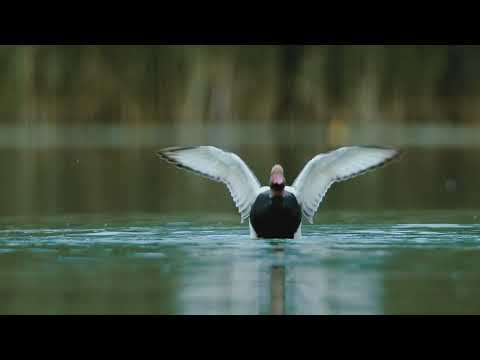 Naturschutzgebiet Mindelsee