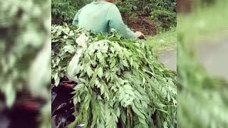 Download lagu Kapten oleng versi ngaret status wa mp3