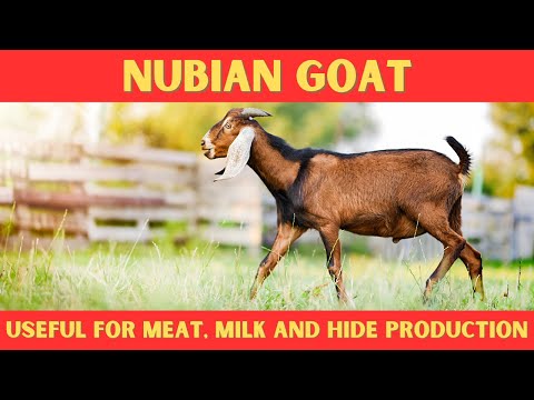 , title : 'NUBIAN GOAT - Everything You Need To Know'