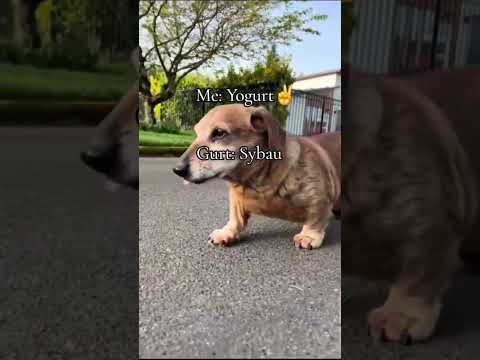 Yo Gurt, Gurt: Sybau