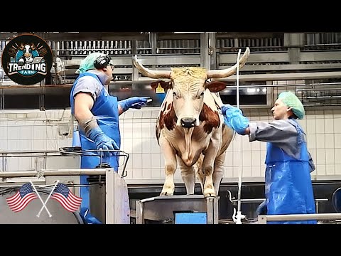 Inside The Meat Processing Plant - Meat Harvesting And Processing Technology