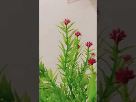 #bangladeshivlog #vairalshort #happy_friday