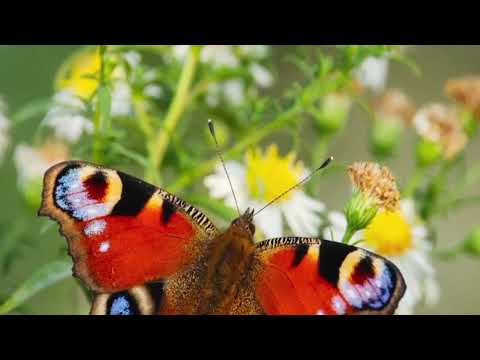 Opwekking 699 Wij hebben hoop die zeker is 1B