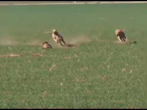 World’s Best Rabbit Escape 🔥🔥 Never Give Up 🔥🔥 World’s Fastest Rabbit 🔥🔥 Must Watch 🔥🔥