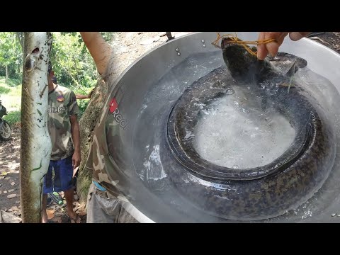 SE03EP090 - PINAG FIESTAHAN ang ISANG TULYASING PALOS - GIANT EEL /  IGAT with @cobraprince4601