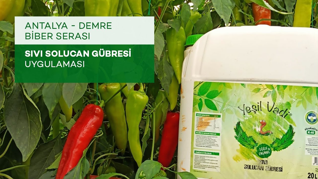 Antalya Demre Biber'de Sıvı Solucan Gübresi Denemesi