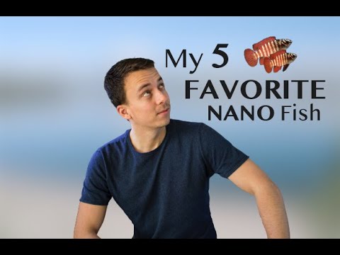 My 5 Favorite Freshwater NANO FISH Perfect for SMALL PLANTED TANKS.