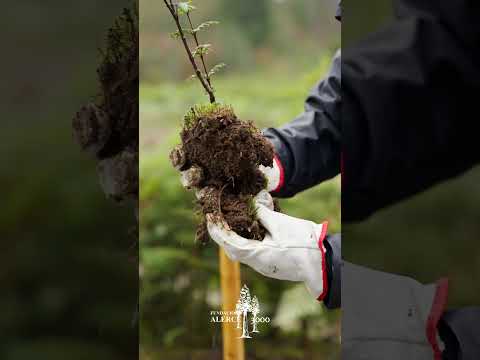 Producción de Plantas Vodudahue