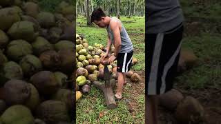 preview picture of video 'This is how you do it! The proper coconut dehusking!'