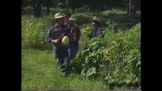 Moxy Fruvous - Photosynthesis